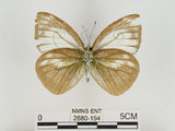 中文名:淡紫粉蝶(淡褐脈粉蝶)(2680-194)學名:Cepora nandina eunama (Fruhstorfer, 1903)(2680-194)