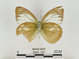 中文名:淡紫粉蝶(淡褐脈粉蝶)(2680-197)學名:Cepora nandina eunama (Fruhstorfer, 1903)(2680-197)