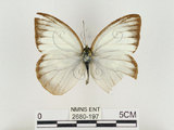 中文名:淡紫粉蝶(淡褐脈粉蝶)(2680-197)學名:Cepora nandina eunama (Fruhstorfer, 1903)(2680-197)