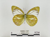 中文名:淡紫粉蝶(淡褐脈粉蝶)(2680-215)學名:Cepora nandina eunama (Fruhstorfer, 1903)(2680-215)