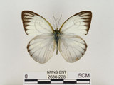 中文名:淡紫粉蝶(淡褐脈粉蝶)(2680-228)學名:Cepora nandina eunama (Fruhstorfer, 1903)(2680-228)