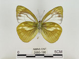 中文名:淡紫粉蝶(淡褐脈粉蝶)(2680-196)學名:Cepora nandina eunama (Fruhstorfer, 1903)(2680-196)