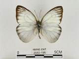 中文名:淡紫粉蝶(淡褐脈粉蝶)(2680-196)學名:Cepora nandina eunama (Fruhstorfer, 1903)(2680-196)