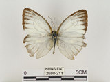 中文名:淡紫粉蝶(淡褐脈粉蝶)(2680-211)學名:Cepora nandina eunama (Fruhstorfer, 1903)(2680-211)