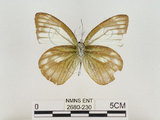 中文名:淡紫粉蝶(淡褐脈粉蝶)(2680-230)學名:Cepora nandina eunama (Fruhstorfer, 1903)(2680-230)