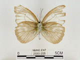 中文名:淡紫粉蝶(淡褐脈粉蝶)(2680-205)學名:Cepora nandina eunama (Fruhstorfer, 1903)(2680-205)