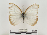 中文名:淡紫粉蝶(淡褐脈粉蝶)(2680-205)學名:Cepora nandina eunama (Fruhstorfer, 1903)(2680-205)