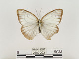 中文名:淡紫粉蝶(淡褐脈粉蝶)(2680-203)學名:Cepora nandina eunama (Fruhstorfer, 1903)(2680-203)