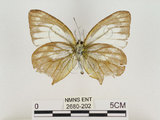 中文名:淡紫粉蝶(淡褐脈粉蝶)(2680-202)學名:Cepora nandina eunama (Fruhstorfer, 1903)(2680-202)