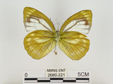 中文名:淡紫粉蝶(淡褐脈粉蝶)(2680-221)學名:Cepora nandina eunama (Fruhstorfer, 1903)(2680-221)