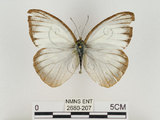 中文名:淡紫粉蝶(淡褐脈粉蝶)(2680-207)學名:Cepora nandina eunama (Fruhstorfer, 1903)(2680-207)