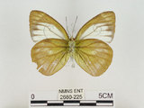 中文名:淡紫粉蝶(淡褐脈粉蝶)(2680-225)學名:Cepora nandina eunama (Fruhstorfer, 1903)(2680-225)