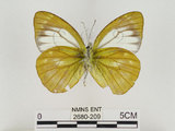 中文名:淡紫粉蝶(淡褐脈粉蝶)(2680-209)學名:Cepora nandina eunama (Fruhstorfer, 1903)(2680-209)