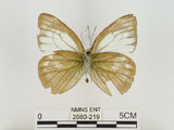 中文名:淡紫粉蝶(淡褐脈粉蝶)(2680-219)學名:Cepora nandina eunama (Fruhstorfer, 1903)(2680-219)