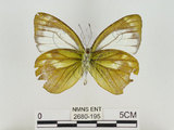 中文名:淡紫粉蝶(淡褐脈粉蝶)(2680-195)學名:Cepora nandina eunama (Fruhstorfer, 1903)(2680-195)