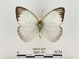 中文名:淡紫粉蝶(淡褐脈粉蝶)(2680-191)學名:Cepora nandina eunama (Fruhstorfer, 1903)(2680-191)