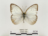 中文名:淡紫粉蝶(淡褐脈粉蝶)(2680-184)學名:Cepora nandina eunama (Fruhstorfer, 1903)(2680-184)