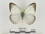 中文名:淡紫粉蝶(淡褐脈粉蝶)(2680-212)學名:Cepora nandina eunama (Fruhstorfer, 1903)(2680-212)