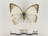 中文名:淡紫粉蝶(淡褐脈粉蝶)(2680-220)學名:Cepora nandina eunama (Fruhstorfer, 1903)(2680-220)