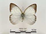 中文名:淡紫粉蝶(淡褐脈粉蝶)(2680-206)學名:Cepora nandina eunama (Fruhstorfer, 1903)(2680-206)