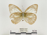 中文名:淡紫粉蝶(淡褐脈粉蝶)(2680-173)學名:Cepora nandina eunama (Fruhstorfer, 1903)(2680-173)