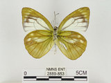 中文名:淡紫粉蝶(淡褐脈粉蝶)(2889-853)學名:Cepora nandina eunama (Fruhstorfer, 1903)(2889-853)