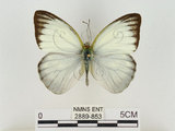 中文名:淡紫粉蝶(淡褐脈粉蝶)(2889-853)學名:Cepora nandina eunama (Fruhstorfer, 1903)(2889-853)