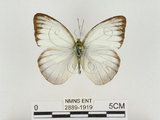 中文名:淡紫粉蝶(淡褐脈粉蝶)(2889-1919)學名:Cepora nandina eunama (Fruhstorfer, 1903)(2889-1919)