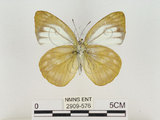 中文名:淡紫粉蝶(淡褐脈粉蝶)(2909-576)學名:Cepora nandina eunama (Fruhstorfer, 1903)(2909-576)