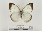 中文名:淡紫粉蝶(淡褐脈粉蝶)(2909-576)學名:Cepora nandina eunama (Fruhstorfer, 1903)(2909-576)