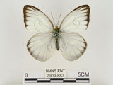 中文名:淡紫粉蝶(淡褐脈粉蝶)(2909-883)學名:Cepora nandina eunama (Fruhstorfer, 1903)(2909-883)