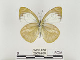 中文名:淡紫粉蝶(淡褐脈粉蝶)(2909-480)學名:Cepora nandina eunama (Fruhstorfer, 1903)(2909-480)