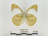 中文名:淡紫粉蝶(淡褐脈粉蝶)(2909-959)學名:Cepora nandina eunama (Fruhstorfer, 1903)(2909-959)