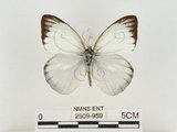 中文名:淡紫粉蝶(淡褐脈粉蝶)(2909-959)學名:Cepora nandina eunama (Fruhstorfer, 1903)(2909-959)