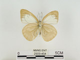 中文名:淡紫粉蝶(淡褐脈粉蝶)(2909-454)學名:Cepora nandina eunama (Fruhstorfer, 1903)(2909-454)