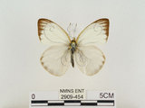 中文名:淡紫粉蝶(淡褐脈粉蝶)(2909-454)學名:Cepora nandina eunama (Fruhstorfer, 1903)(2909-454)