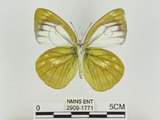 中文名:淡紫粉蝶(淡褐脈粉蝶)(2909-1771)學名:Cepora nandina eunama (Fruhstorfer, 1903)(2909-1771)