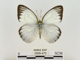 中文名:淡紫粉蝶(淡褐脈粉蝶)(2909-473)學名:Cepora nandina eunama (Fruhstorfer, 1903)(2909-473)