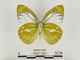 中文名:淡紫粉蝶(淡褐脈粉蝶)(2909-1263)學名:Cepora nandina eunama (Fruhstorfer, 1903)(2909-1263)