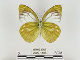 中文名:淡紫粉蝶(淡褐脈粉蝶)(2909-1106)學名:Cepora nandina eunama (Fruhstorfer, 1903)(2909-1106)