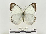 中文名:淡紫粉蝶(淡褐脈粉蝶)(2909-65)學名:Cepora nandina eunama (Fruhstorfer, 1903)(2909-65)