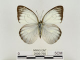 中文名:淡紫粉蝶(淡褐脈粉蝶)(2909-760)學名:Cepora nandina eunama (Fruhstorfer, 1903)(2909-760)