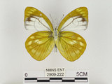 中文名:淡紫粉蝶(淡褐脈粉蝶)(2909-222)學名:Cepora nandina eunama (Fruhstorfer, 1903)(2909-222)