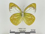 中文名:淡紫粉蝶(淡褐脈粉蝶)(2909-408)學名:Cepora nandina eunama (Fruhstorfer, 1903)(2909-408)