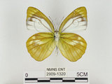 中文名:淡紫粉蝶(淡褐脈粉蝶)(2909-1320)學名:Cepora nandina eunama (Fruhstorfer, 1903)(2909-1320)