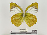 中文名:淡紫粉蝶(淡褐脈粉蝶)(2909-649)學名:Cepora nandina eunama (Fruhstorfer, 1903)(2909-649)