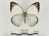 中文名:淡紫粉蝶(淡褐脈粉蝶)(2909-649)學名:Cepora nandina eunama (Fruhstorfer, 1903)(2909-649)