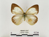 中文名:淡紫粉蝶(淡褐脈粉蝶)(3372-1291)學名:Cepora nandina eunama (Fruhstorfer, 1903)(3372-1291)