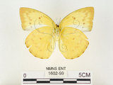 中文名:黃裙淡黃蝶(1602-99)學名:Catopsilia scylla cornelia (Fabricius, 1787)(1602-99)