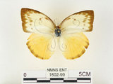 中文名:黃裙淡黃蝶(1602-99)學名:Catopsilia scylla cornelia (Fabricius, 1787)(1602-99)